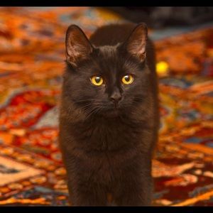 Meet your Posher, Jean